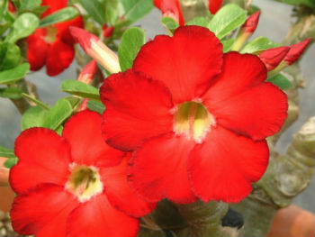 (image for) Adenium Obesum 'Star of Heaven' x 5 Seeds - Click Image to Close